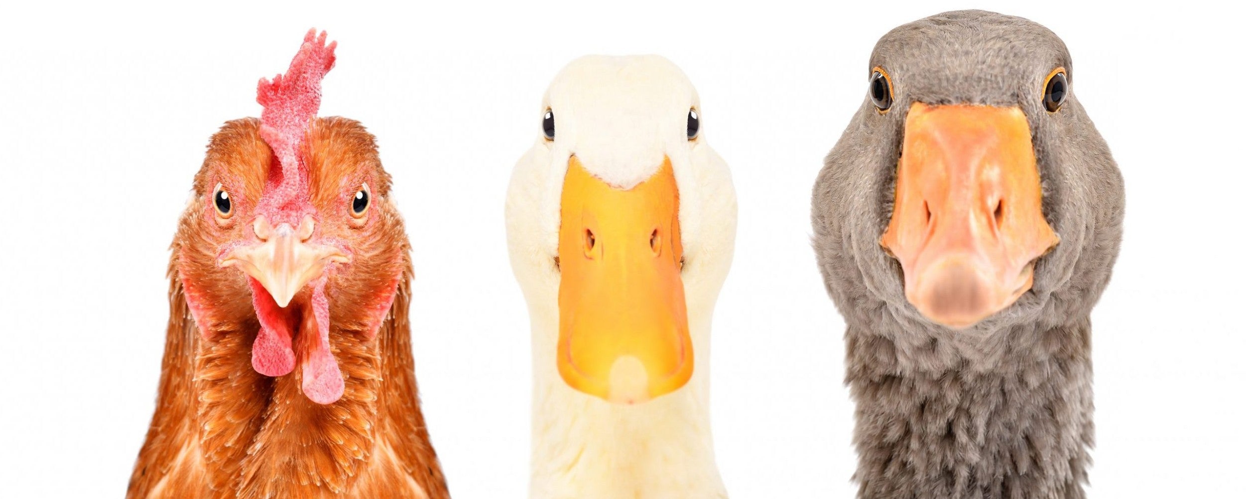 Chicken, Duck, Goose, & Pheasant Supplies