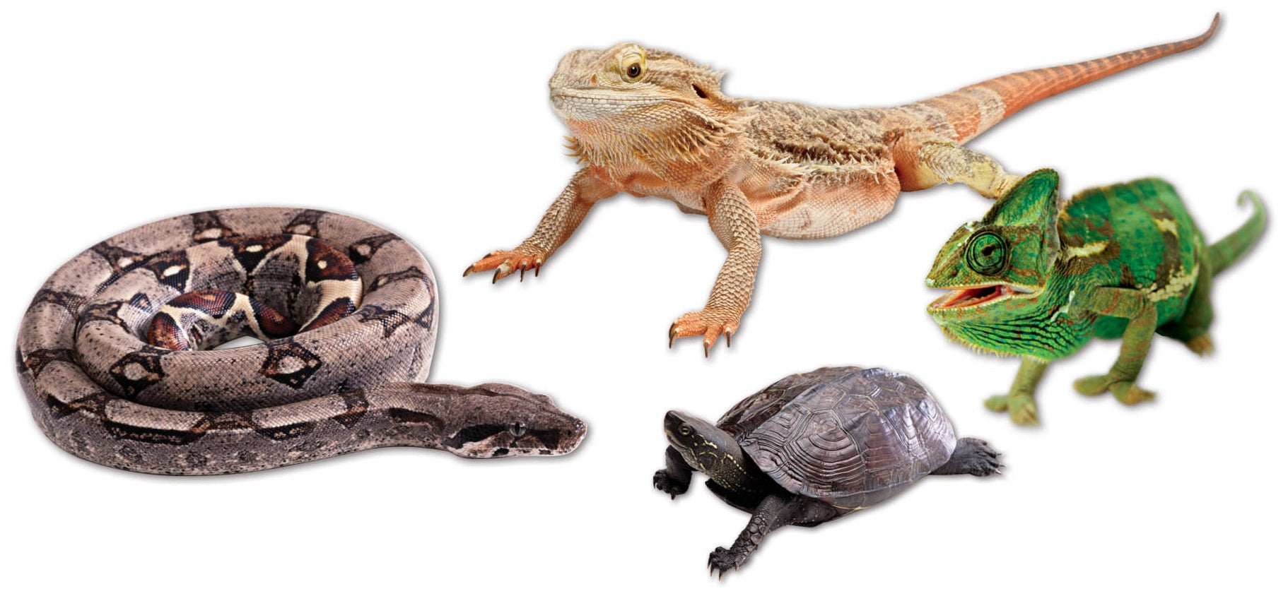 Reptile Supplies