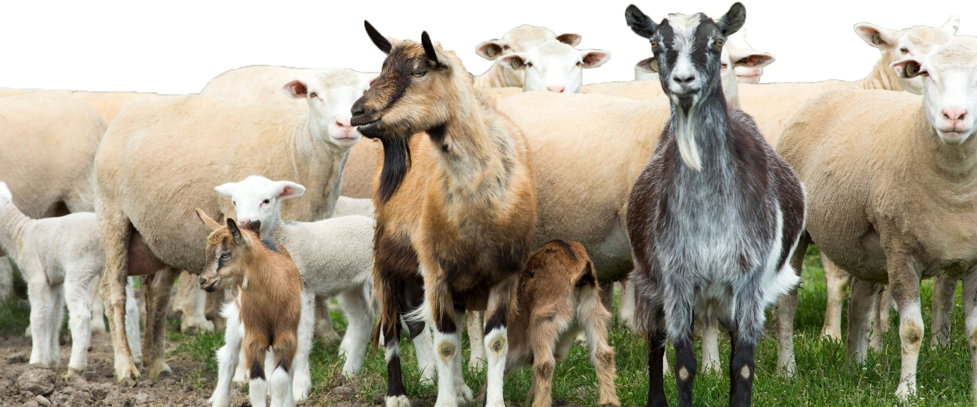 Sheep & Goat Supplies