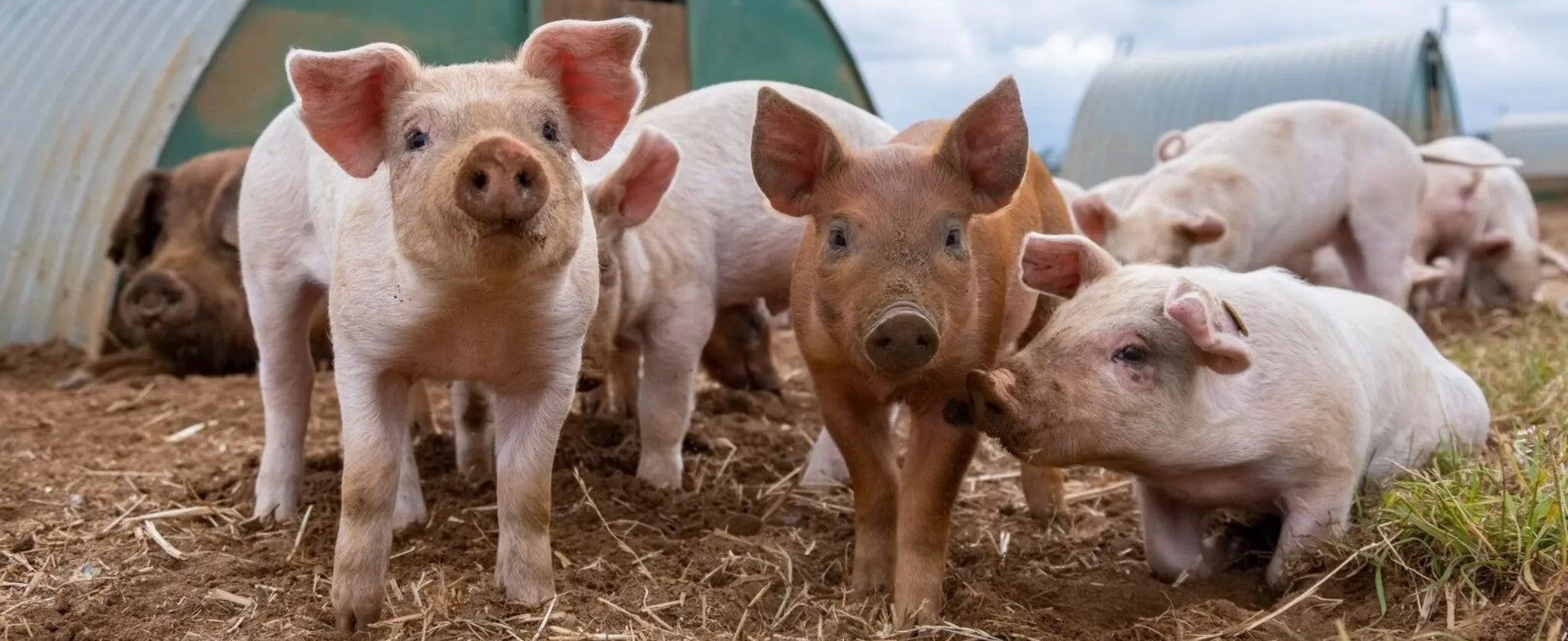Pig & Piglet Supplies