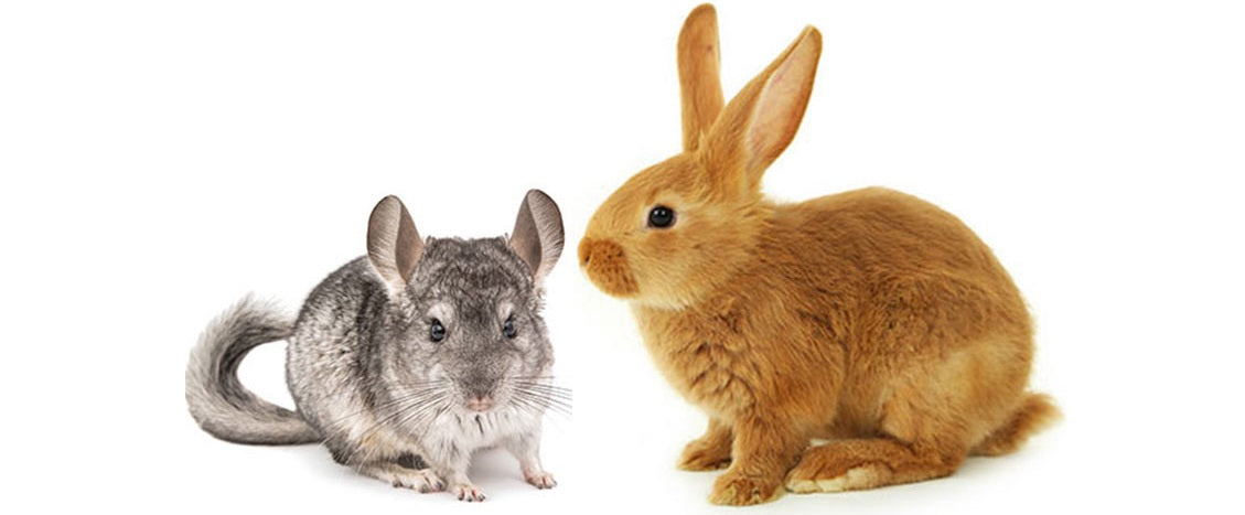 Rabbit, Ferret, Chinchilla, & Guinea Pig Supplies