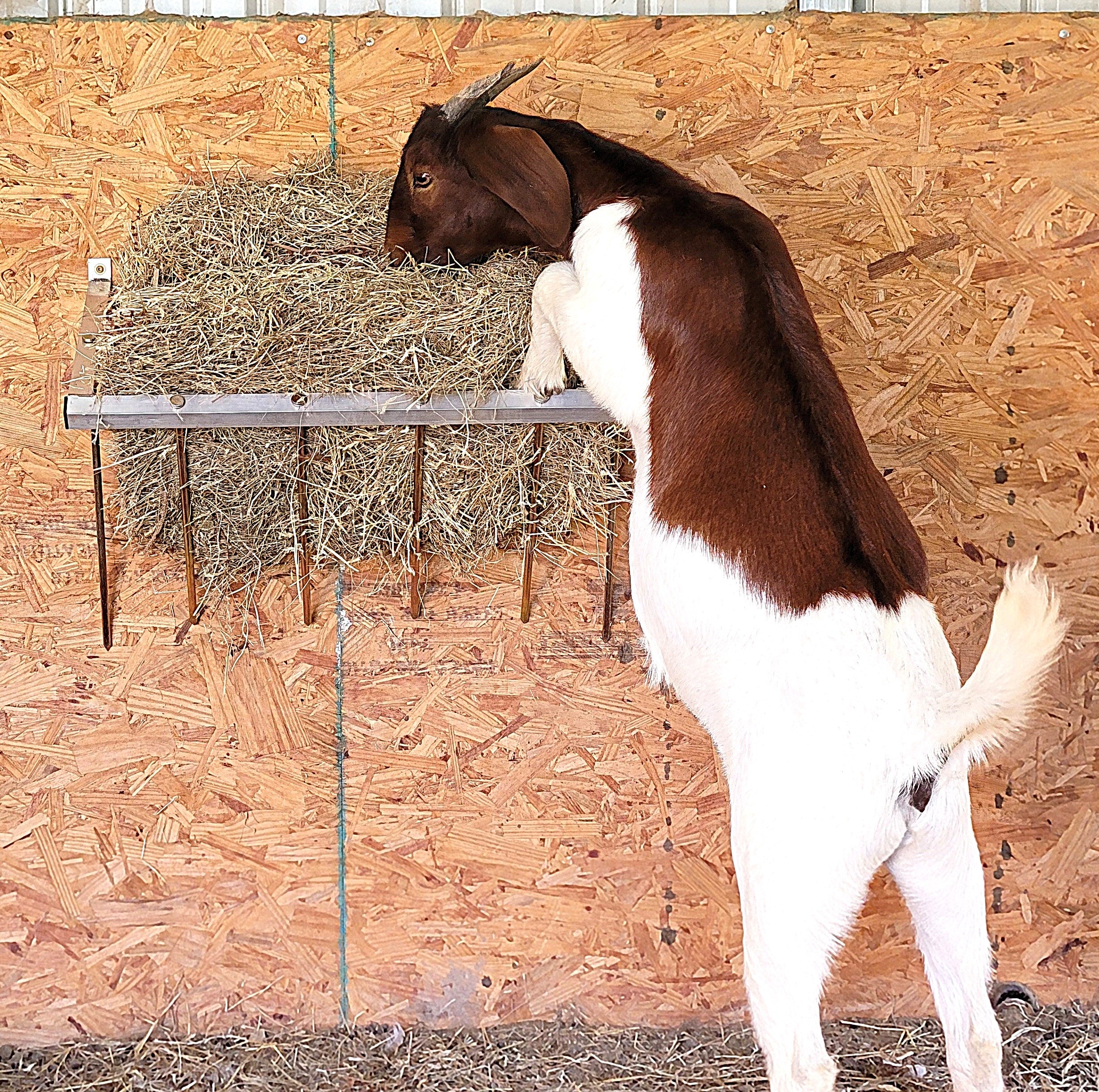 24 Inch Wall Mounted Sheep & Goat Two Flake Hay Feeder USA Made Aluminum