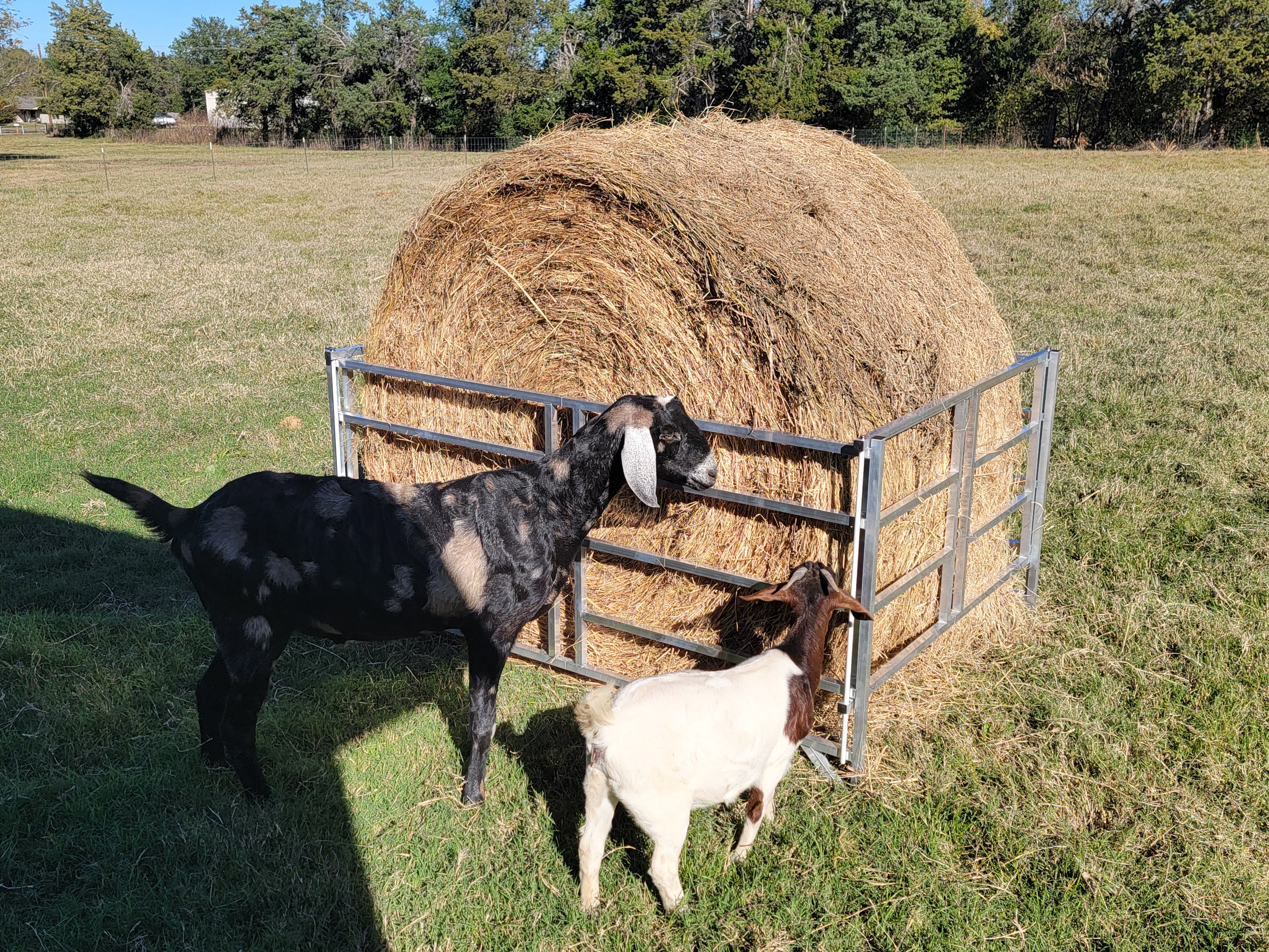Collapsible Sheep & Goat Aluminum Round Hay Bale Feeder for 4X4, 4X5, & 4X6 Bales Llama Alpaca