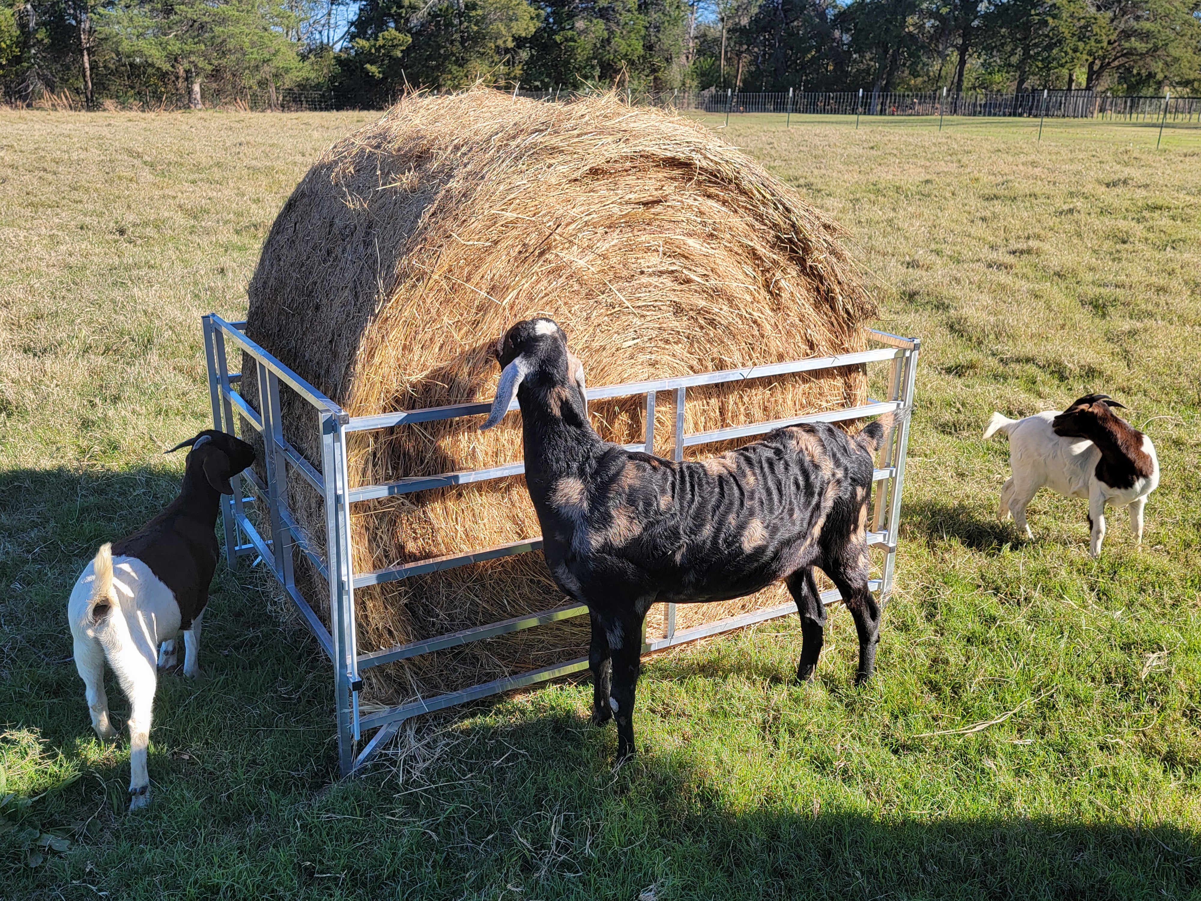 Collapsible Sheep & Goat Aluminum Round Hay Bale Feeder for 4X4, 4X5, & 4X6 Bales Llama Alpaca