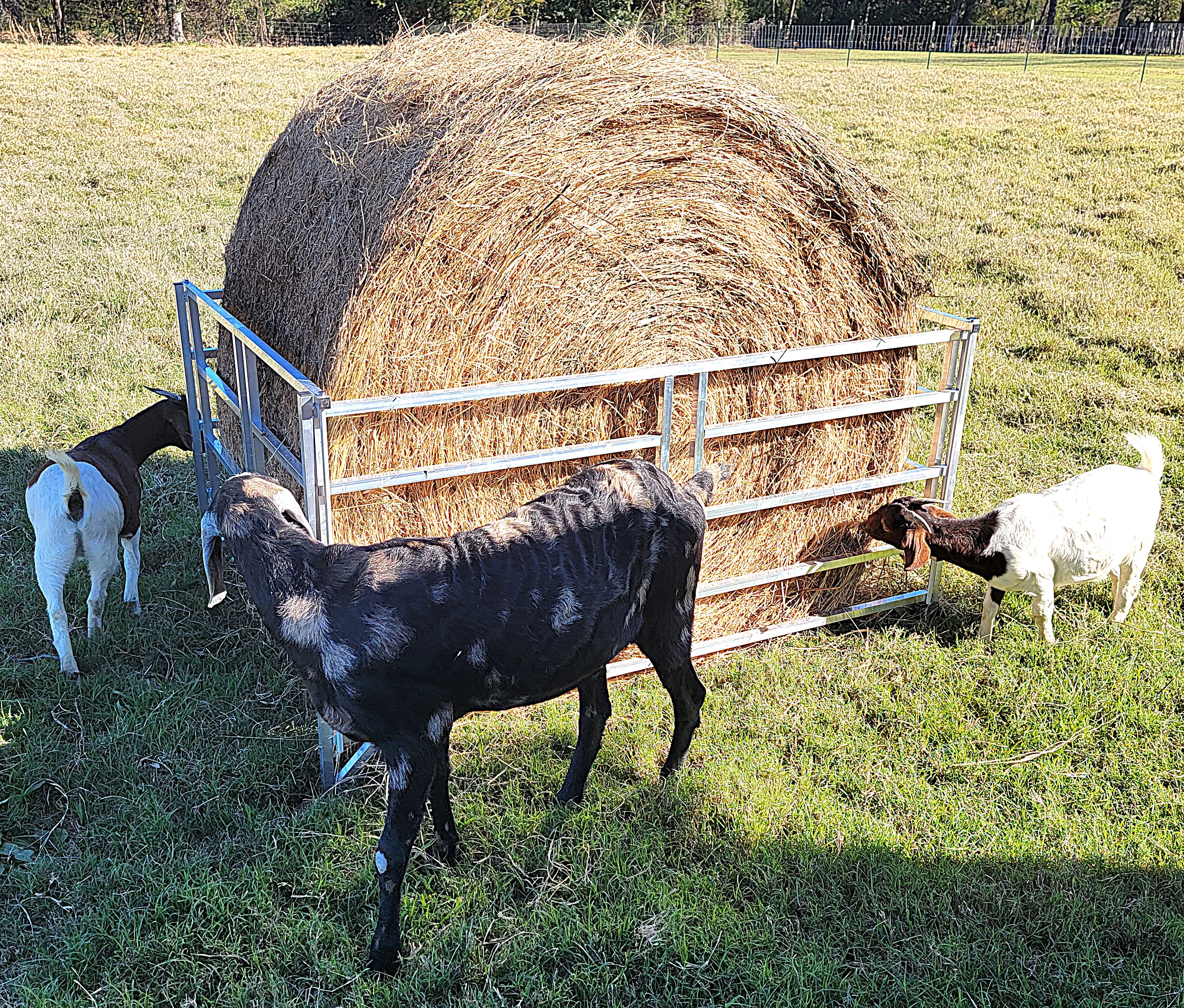 Collapsible Sheep & Goat Aluminum Round Hay Bale Feeder for 4X4, 4X5, & 4X6 Bales Llama Alpaca