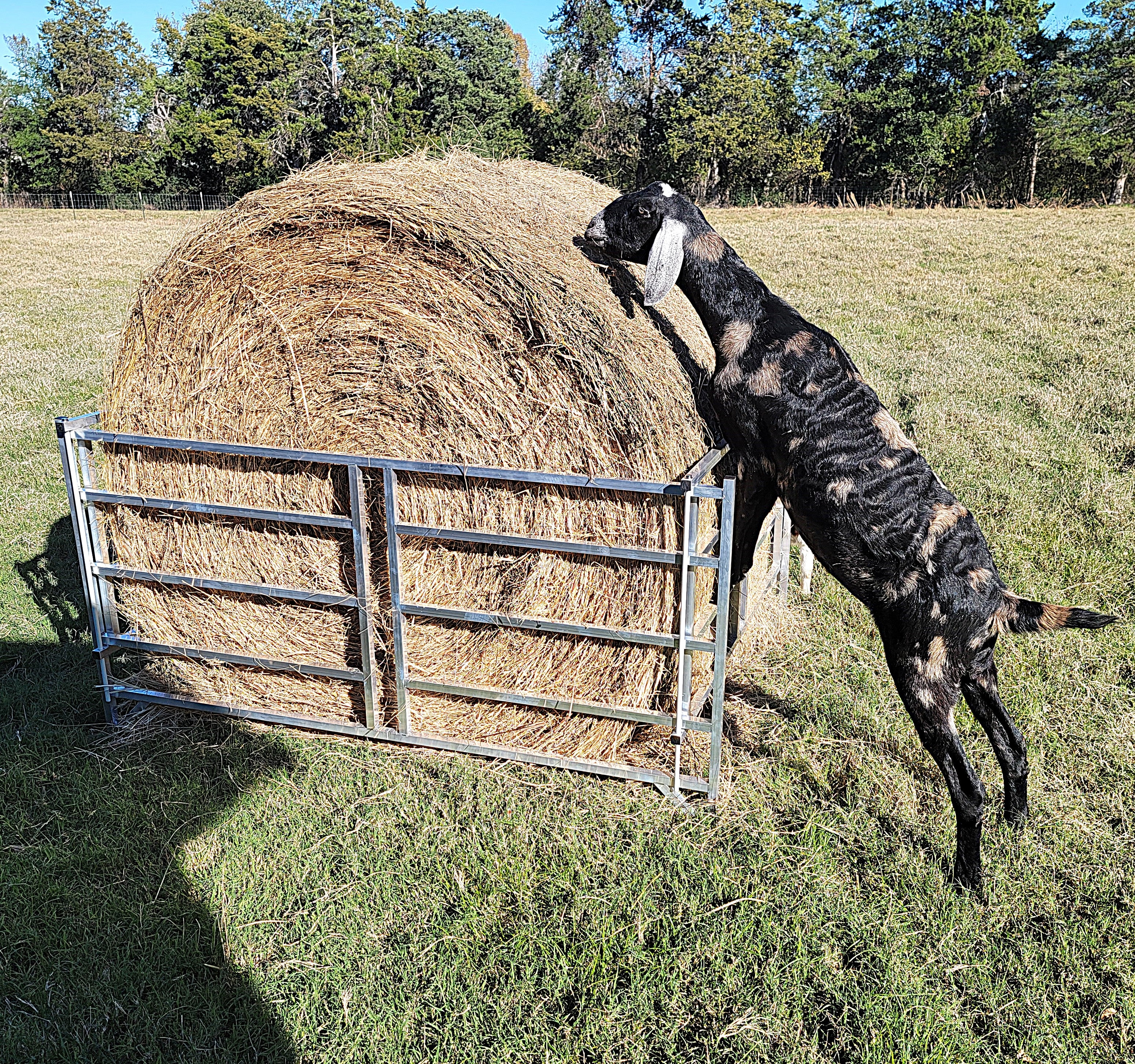 Collapsible Sheep & Goat Aluminum Round Hay Bale Feeder for 4X4, 4X5, & 4X6 Bales Llama Alpaca