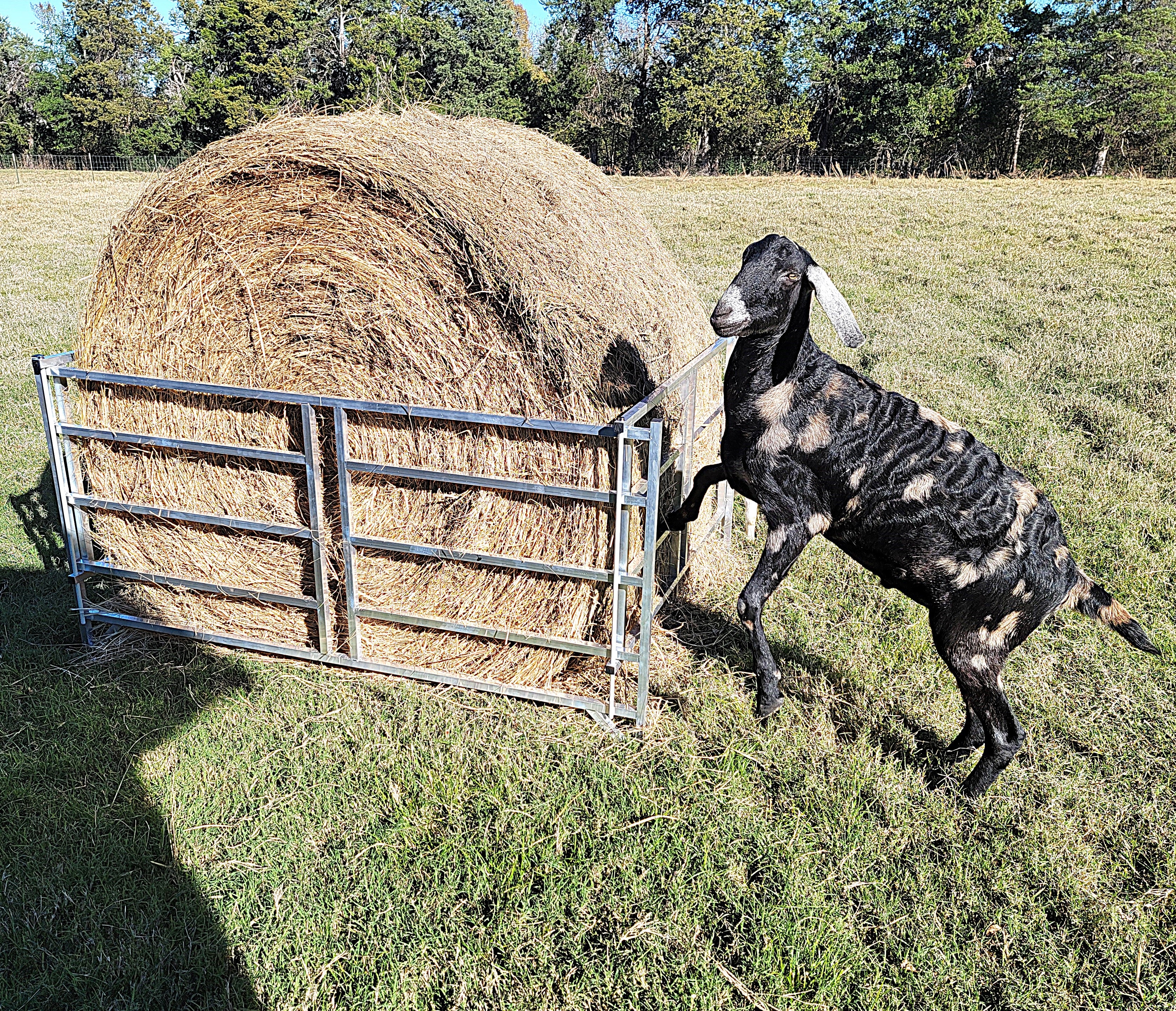 Collapsible Sheep & Goat Aluminum Round Hay Bale Feeder for 4X4, 4X5, & 4X6 Bales Llama Alpaca