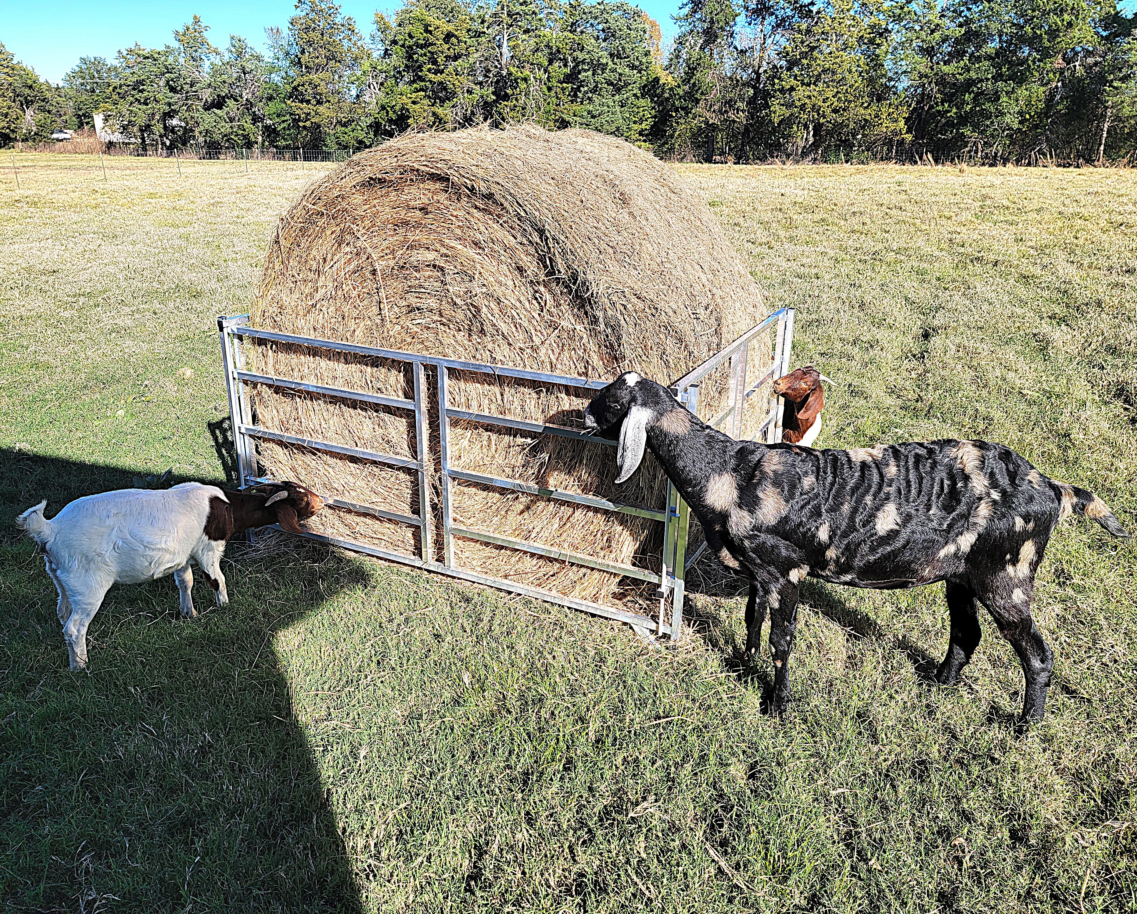 Collapsible Sheep & Goat Aluminum Round Hay Bale Feeder for 4X4, 4X5, & 4X6 Bales Llama Alpaca