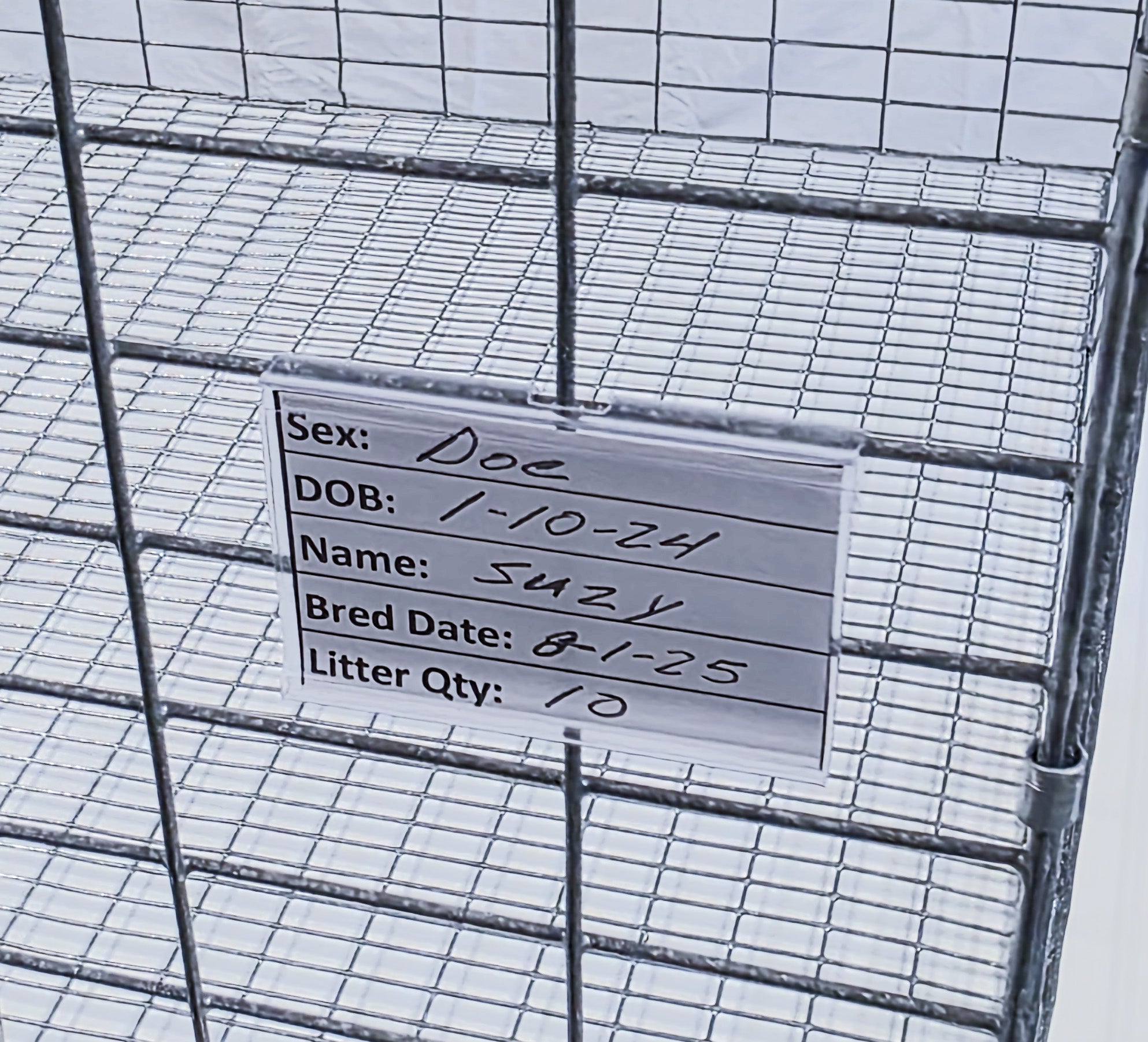 Breeding Trio Texas USA Made 6-Inch Cage Hanging Rabbit Feeders with ID Tags for Rabbit Pellet Feed with Sifter Bases