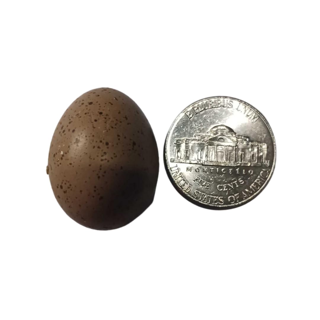 Button Quail Eggs - Eggs for Hatching