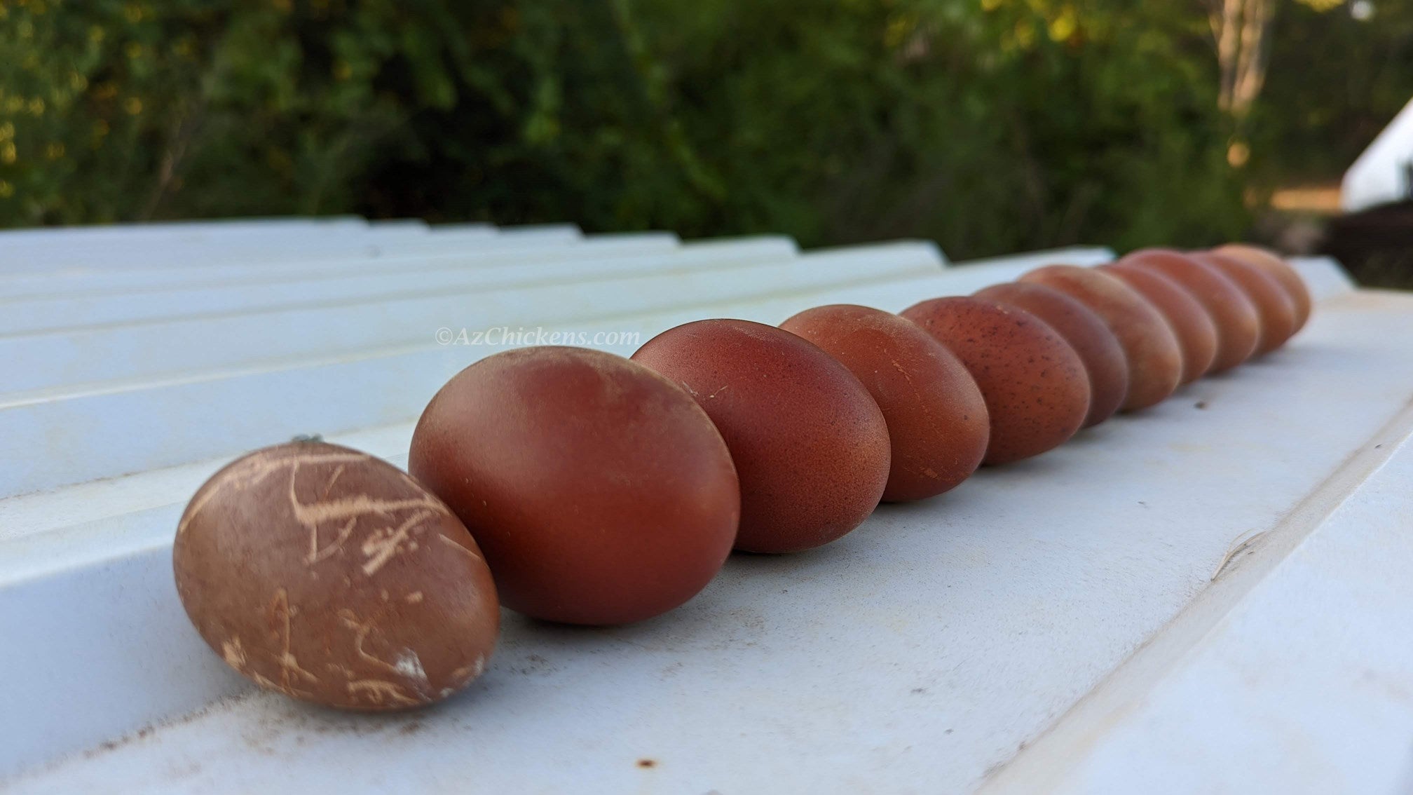 Rainbow Egg Assortment – Buy 10 + 5 Bonus Free (15 St. Run Chicks, Shipping Included)
