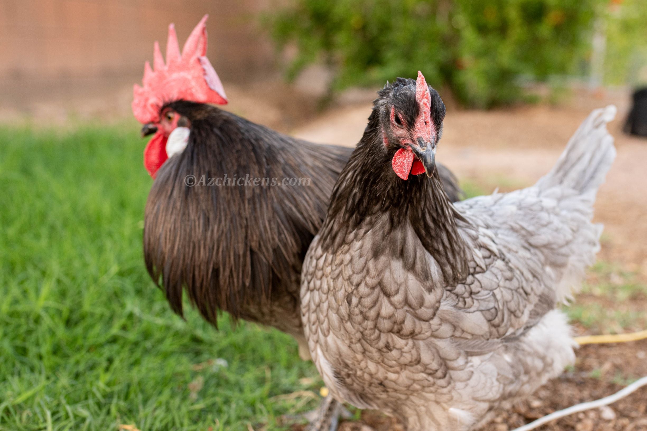 Blue American Bresse Chicks - Buy 10 + 5 Bonus Free (Unsexed, Shipping Included)