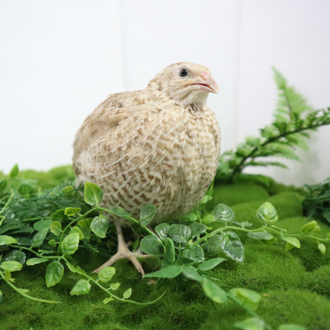 Egyptian Gold Quail Hatching Eggs