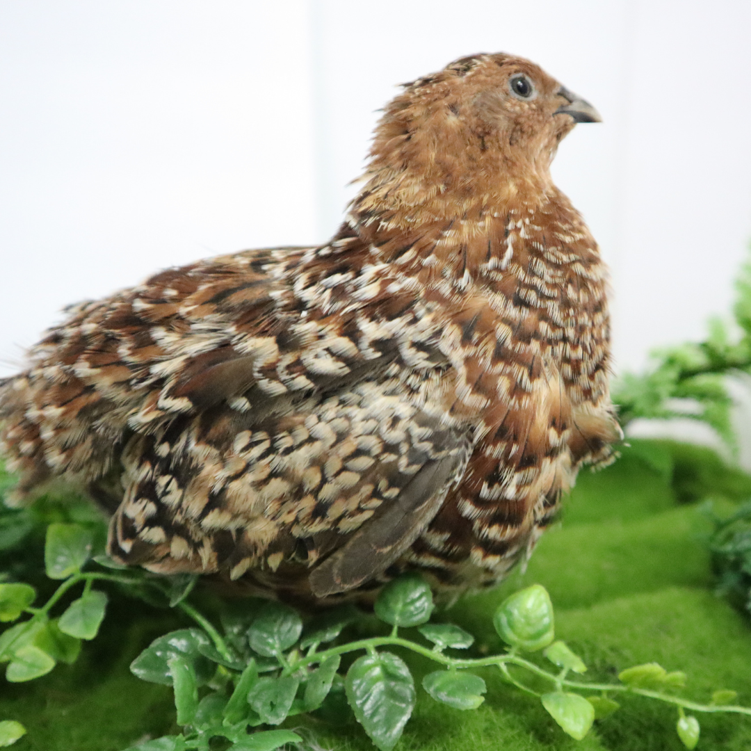 German Chocolate Pansy Quail Hatching Eggs – Fertile Coturnix Eggs for Incubation
