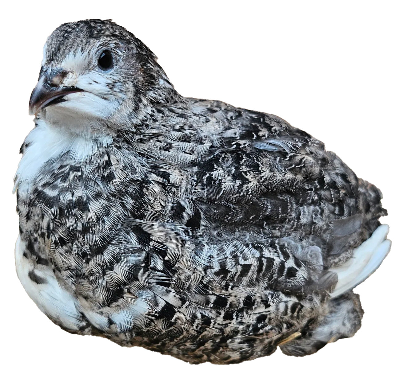 Fertile Quail Eggs – Choose Your Variety