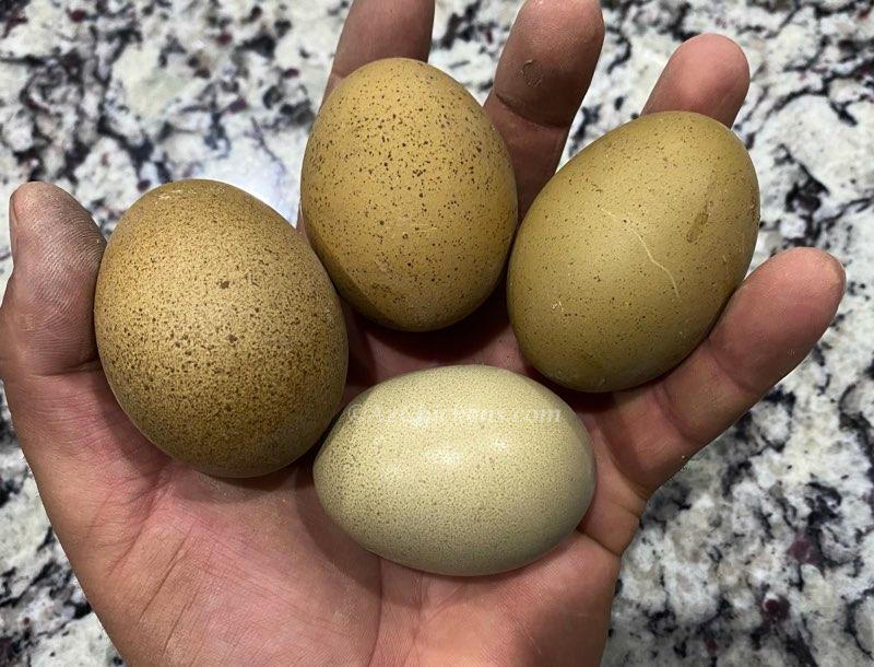 Moss & Olive Egger Chicks – Buy 10 + 5 Bonus Free (15 St. Run Chicks, Shipping Included)