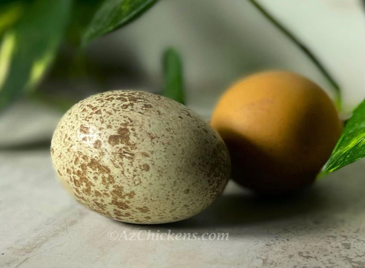 Rainbow Egg Assortment – Buy 10 + 5 Bonus Free (15 St. Run Chicks, Shipping Included)