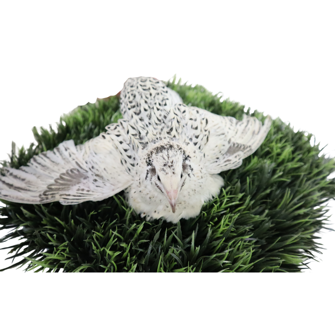 Pearl-Fee Quail Hatching Eggs