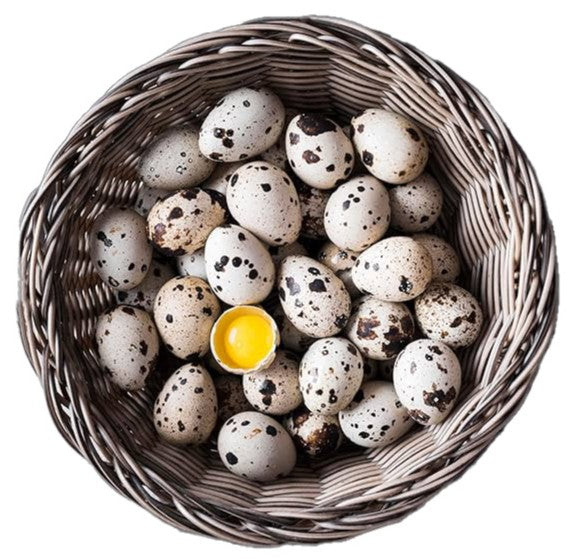 10 Dozen Farm Fresh n Tasty Organic Jumbo Quail Eggs