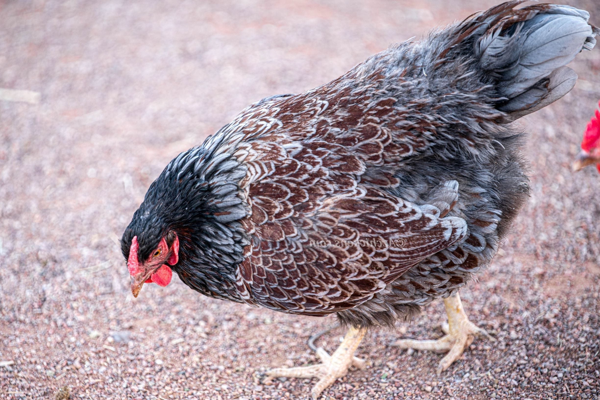 Blue Laced Red Wyandotte Chicks – Buy 6 + 4 Bonus Free (10 Females Total, Shipping Included)