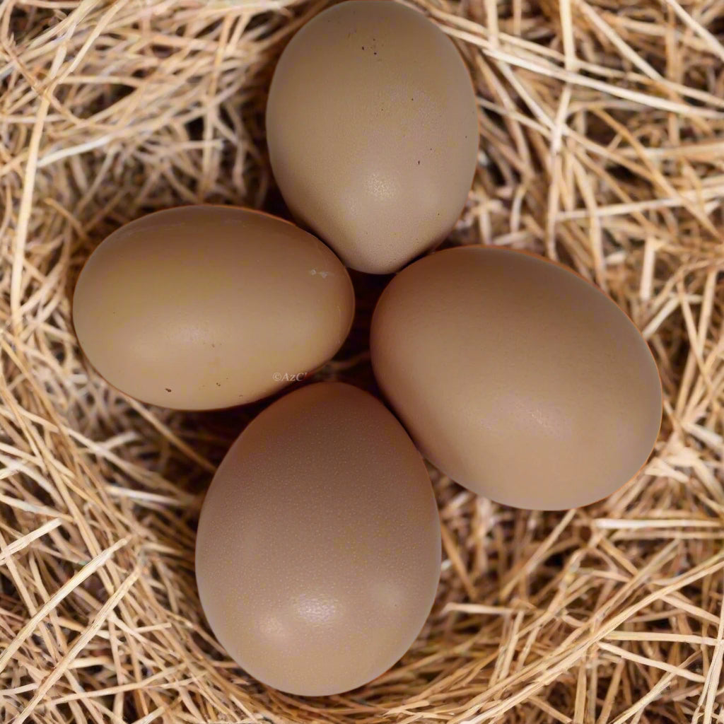 Buff Orpington Chicks – Buy 10 + 5 Bonus Free (15 All-Female, Shipping Included)