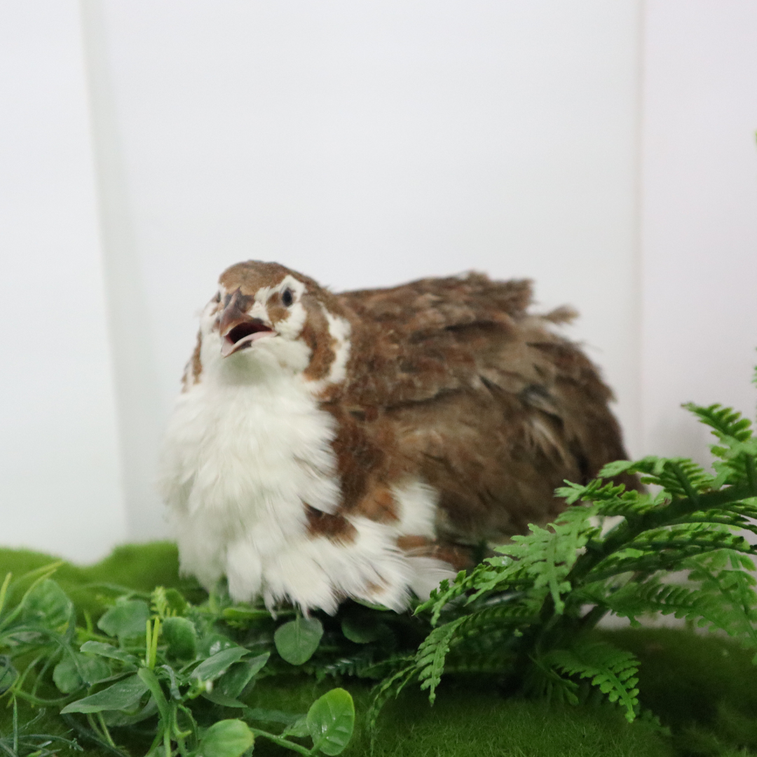 Celadon Coturnix Quail Hatching Eggs