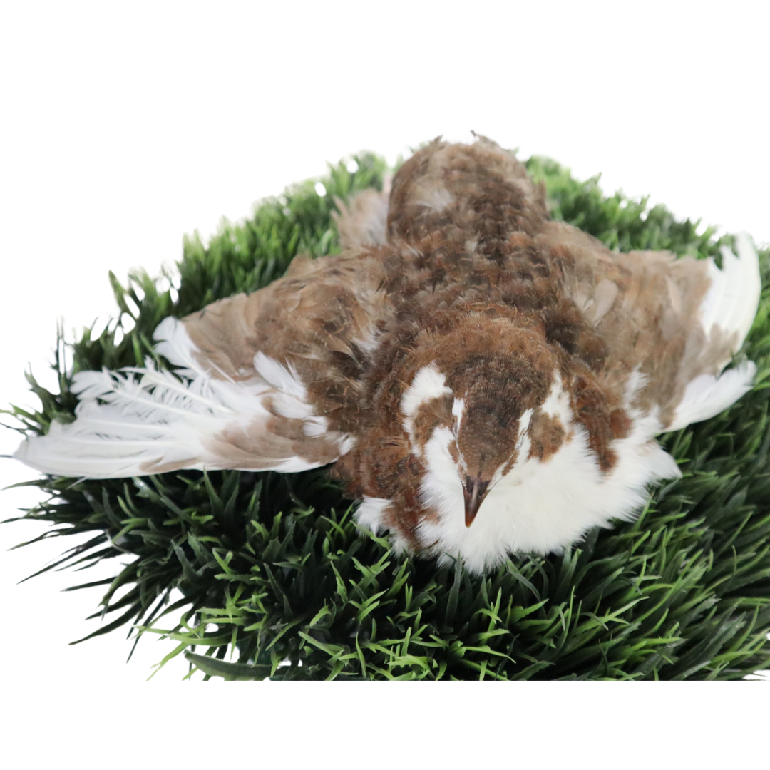 Celadon Coturnix Quail Hatching Eggs