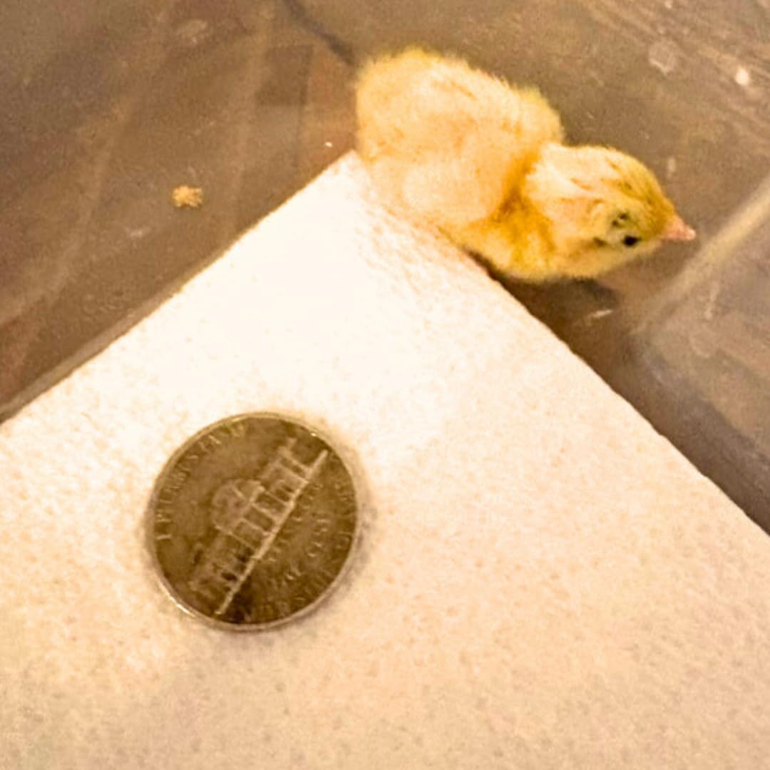 Button Quail Eggs - Eggs for Hatching
