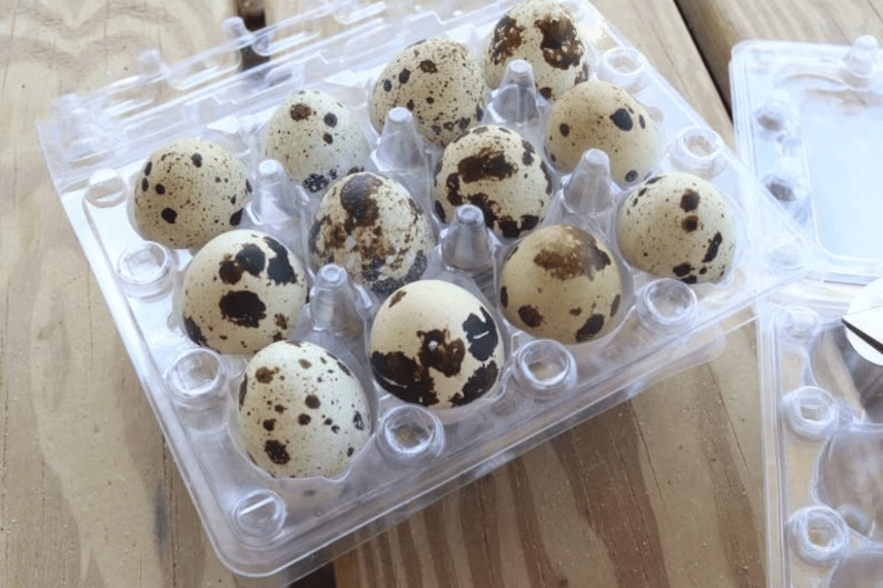 6 Dozen Farm Fresh n Tasty Organic Jumbo Quail Eggs