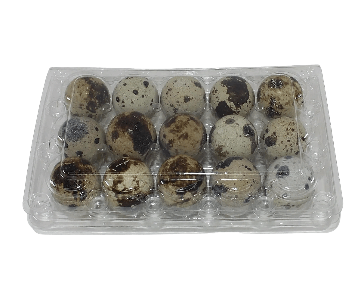 15-cell Jumbo Quail Egg Cartons (3x5)