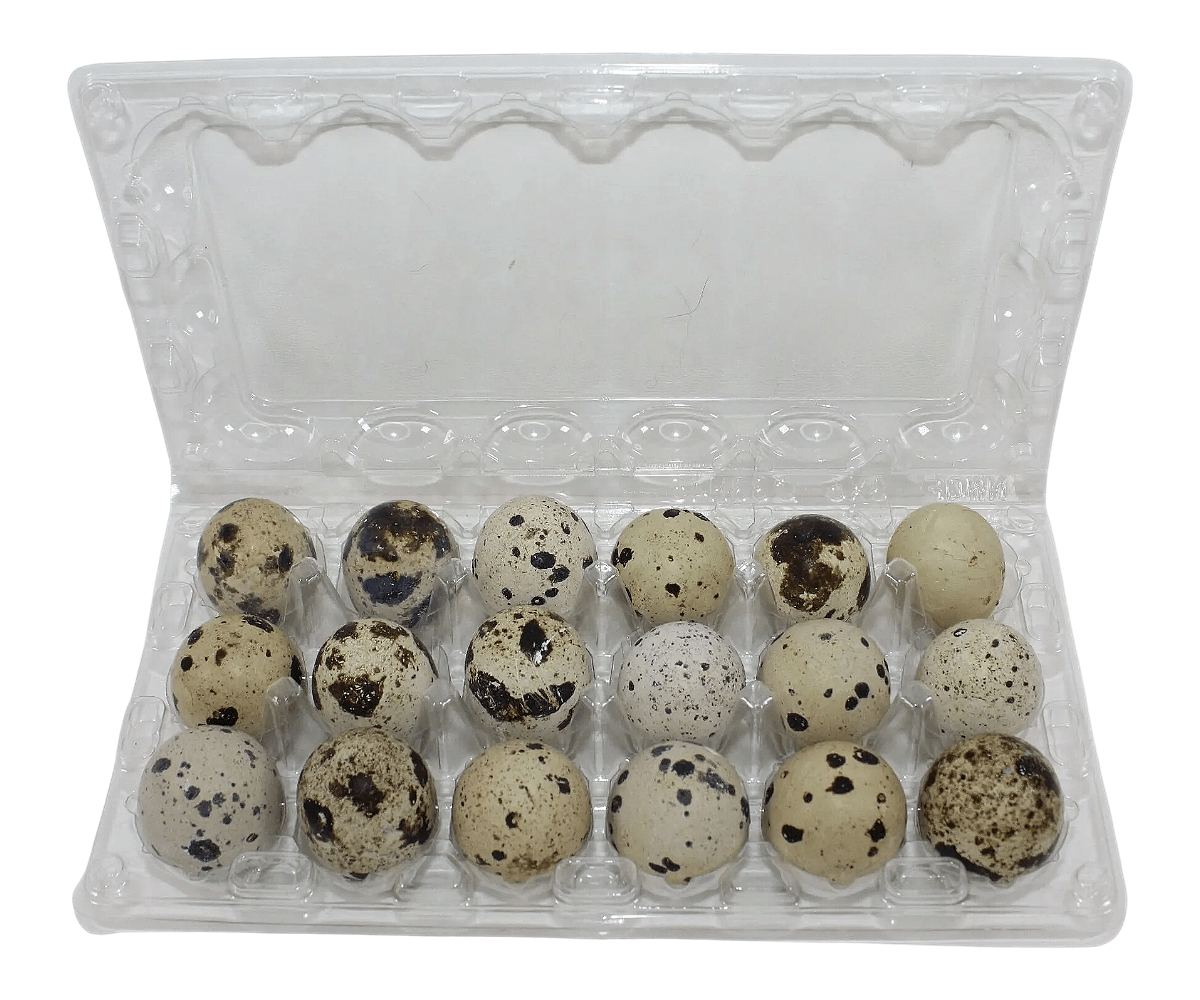 18-cell Large Jumbo Quail/Pigeon Egg Cartons (3x6)