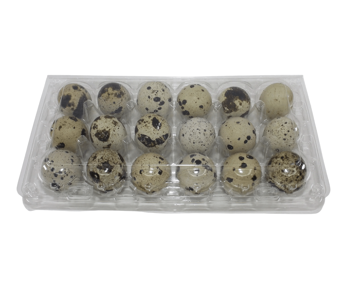 24-cell Large Jumbo Quail/Pigeon Egg Cartons (4x6)