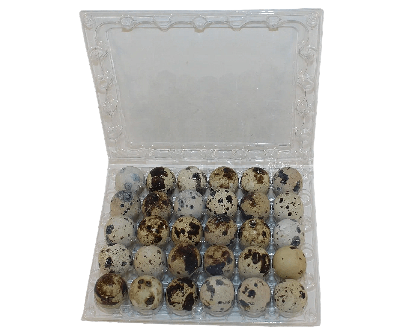 30-cell Jumbo Quail Egg Cartons (5x6)