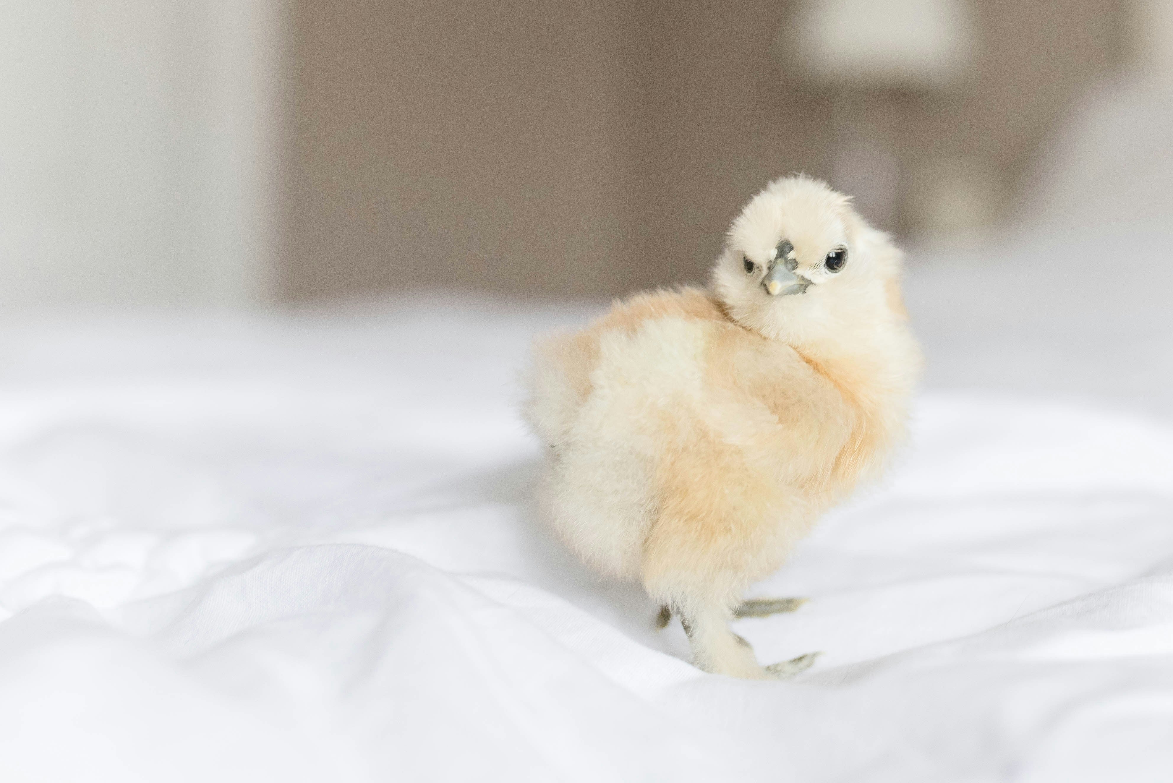 Silkie Chicks – Buy 6 + 3 Bonus Free (9 Unsexed, Mixed Colors, Shipping Included)
