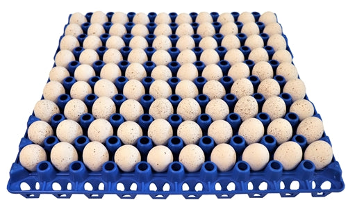 Rite Farm Products 6 20 Egg Plastic Trays for Duck Goose Turkey Peafowl Carton