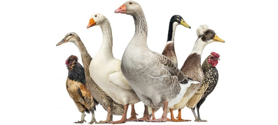 Chicken, Duck, Goose, & Pheasant Supplies