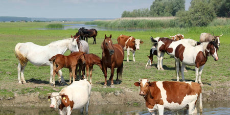Horse & Cattle Supplies