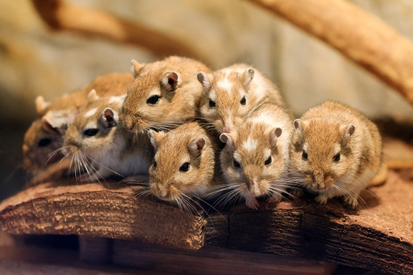Hamster, Mice, & Gerbil Supplies