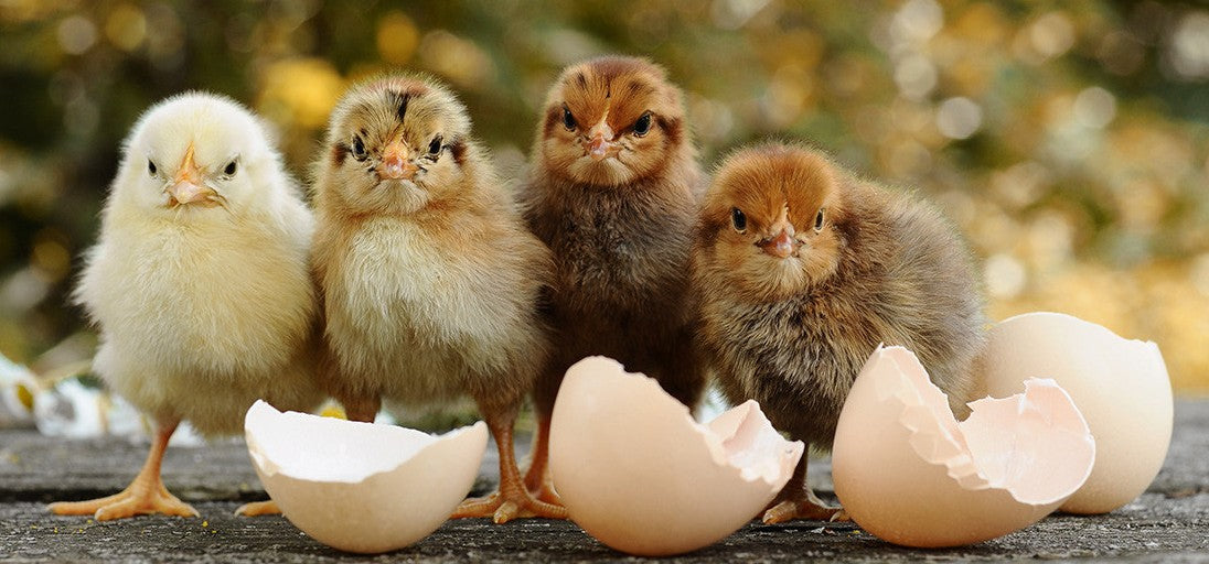 Baby Chicks