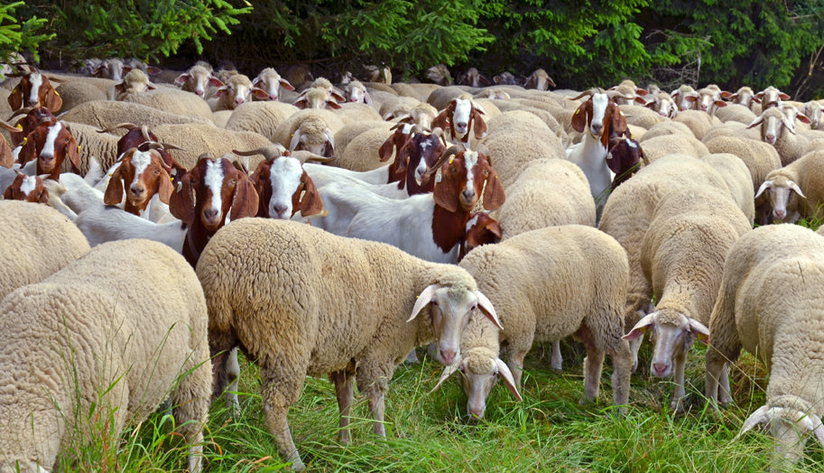 Goat, Lamb, & Sheep Supplies