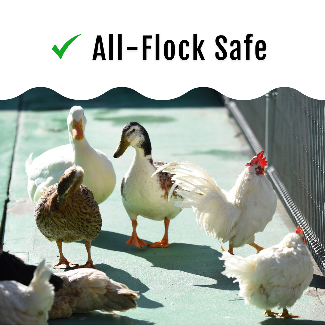 GrubFuel - Black Soldier Fly Larvae for chickens