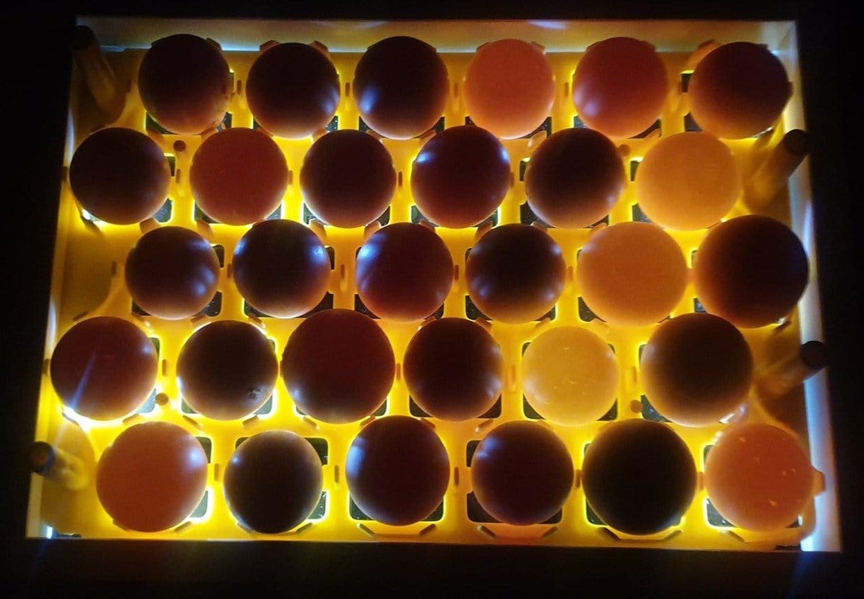 Egg Fertility Tester (Egg Candler) for 30 Chicken Eggs - SureView