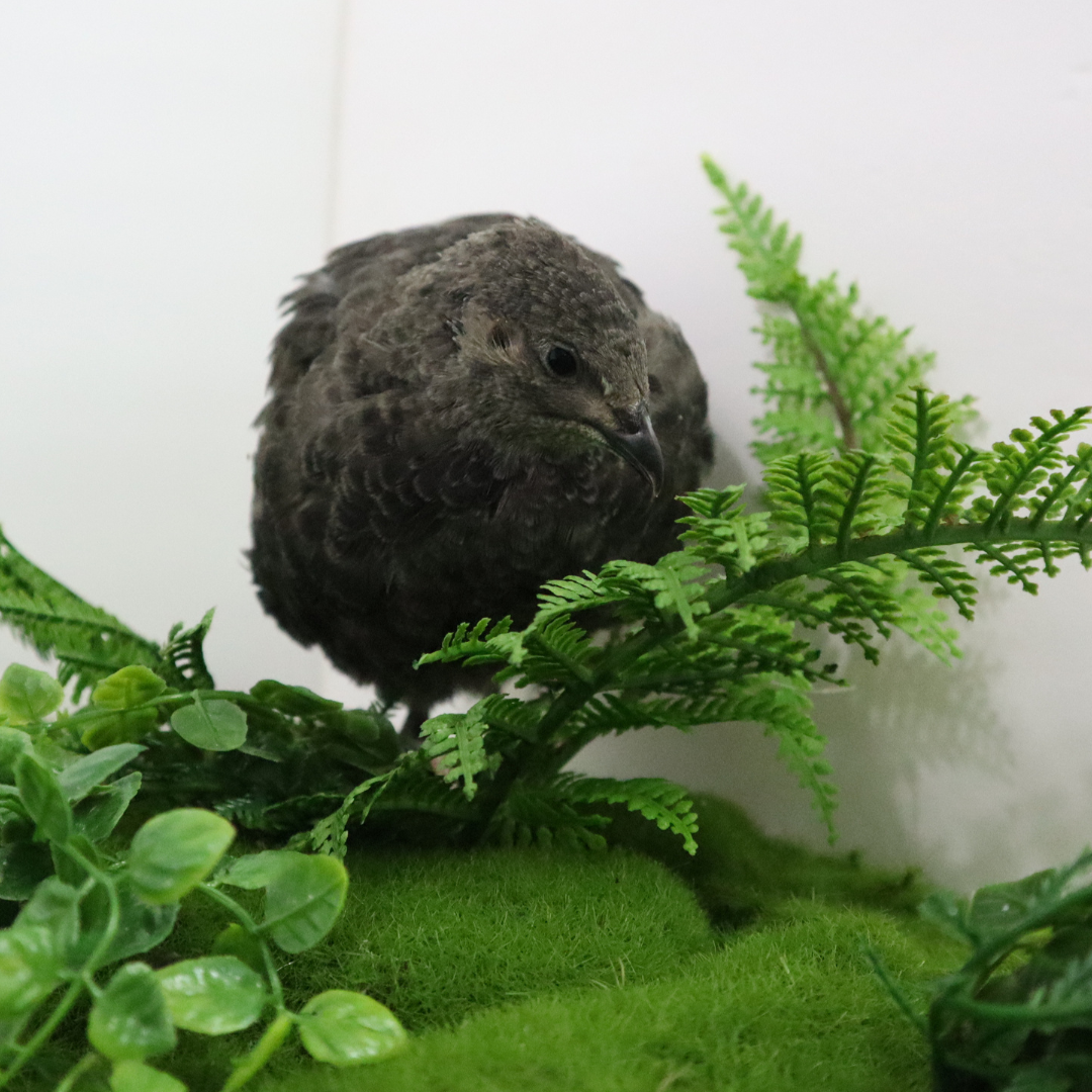 Black Quail Hatching Eggs - Pure Breed, Ideal for Aviary Hobbyists & Breeders