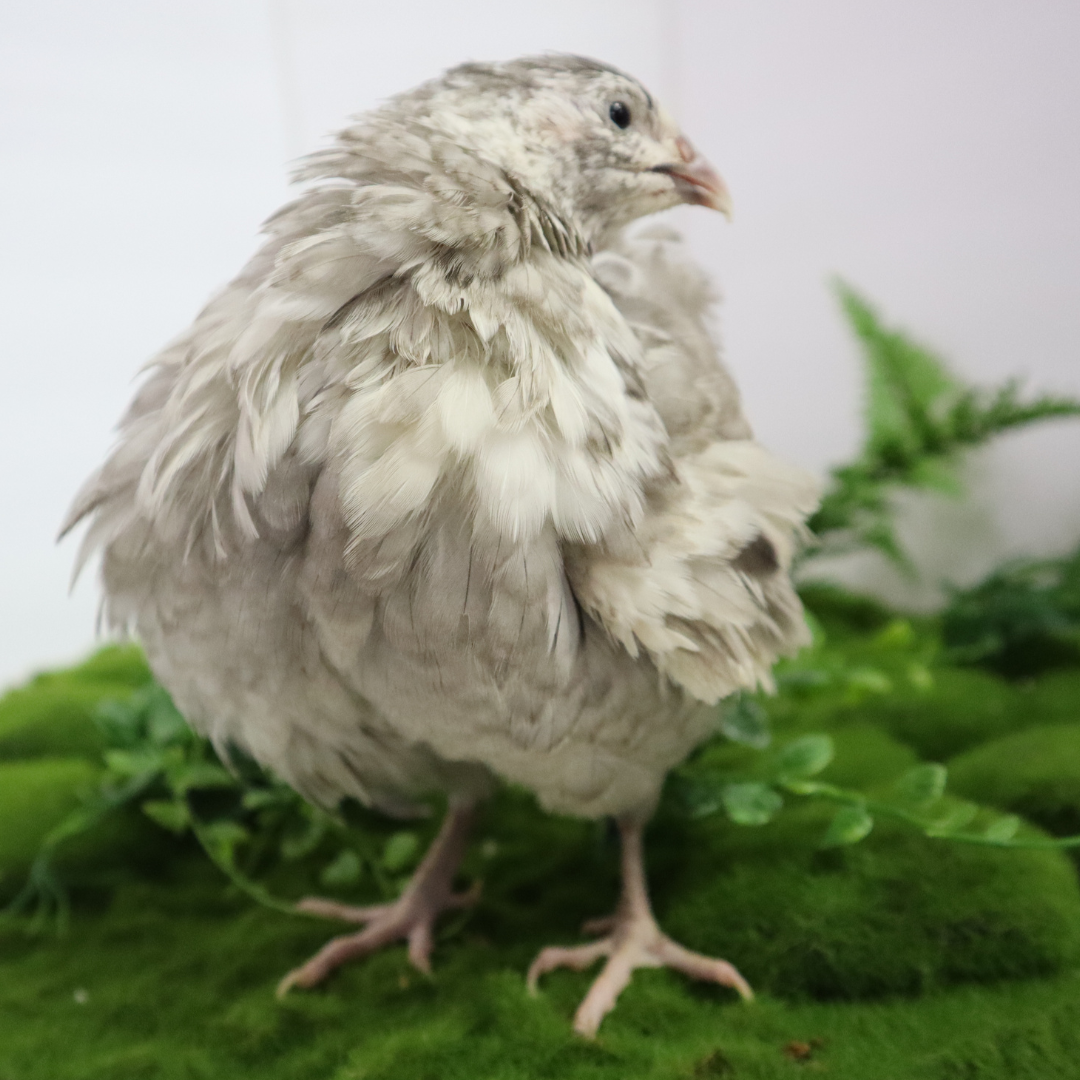 Andalusian Coturnix Quail Hatching Eggs