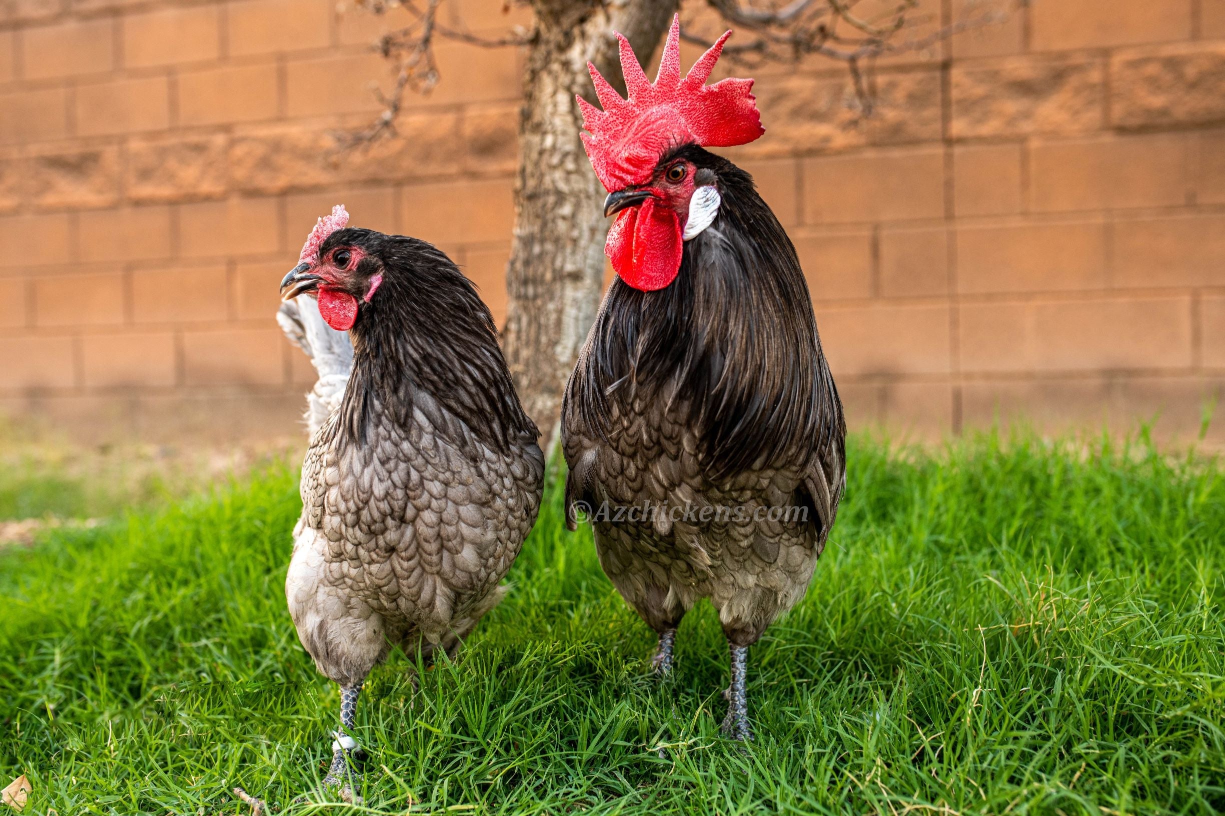 Blue American Bresse Chicks - Buy 10 + 5 Bonus Free (Unsexed, Shipping Included)