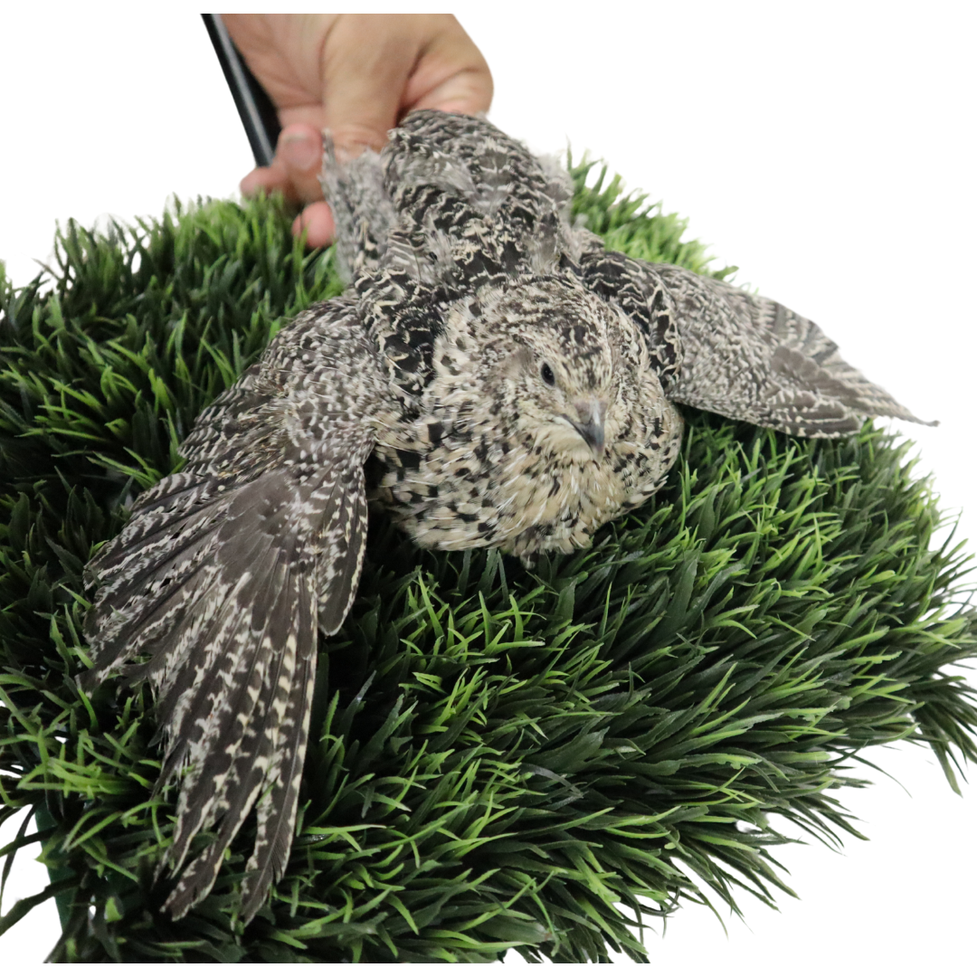 Calico Quail Hatching Eggs – Fertile Eggs for Incubation