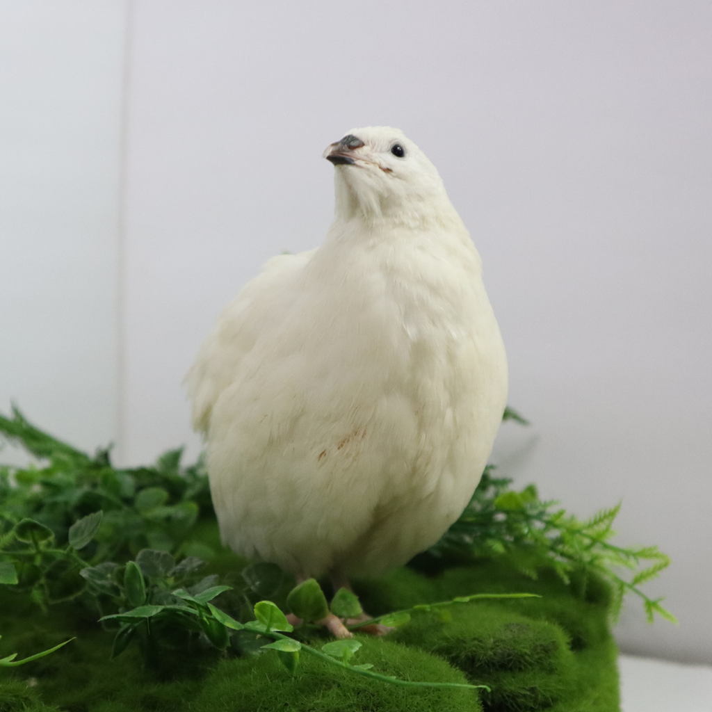Jumbo White Coturnix Hatching Eggs Premium Quail Eggs For Hatching jumbo-white-coturnix-hatching-eggs-premium-quail-eggs-for-hatching