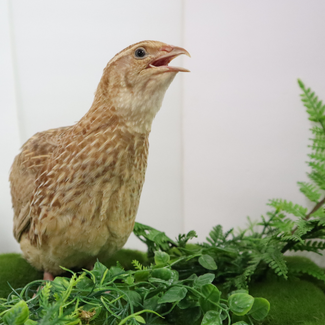 Ginger Quail Hatching Eggs