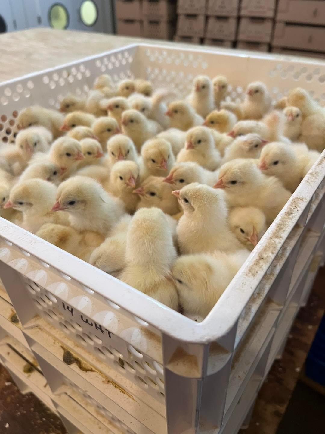 6000 Egg Hatchery - Produce 1440 chicks per week - SH6000 Chick Hatchery