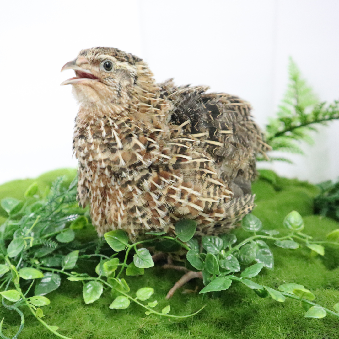 Jumbo Coturnix Quail Eggs Brown/Wild type for Hatching, Fertile Quail Eggs from Quality Monitored Flocks Birds Reach Jumbo Size Within 10 Weeks